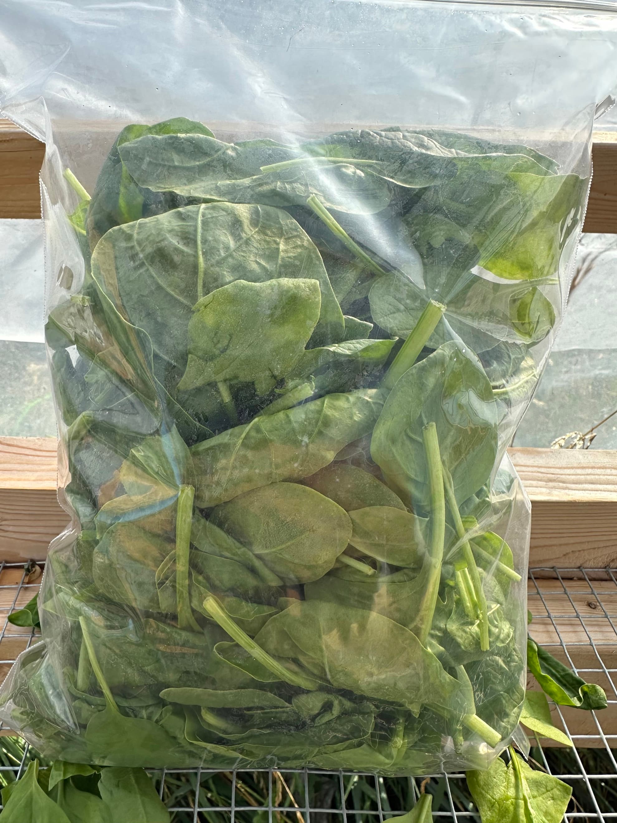 Baby Spinach