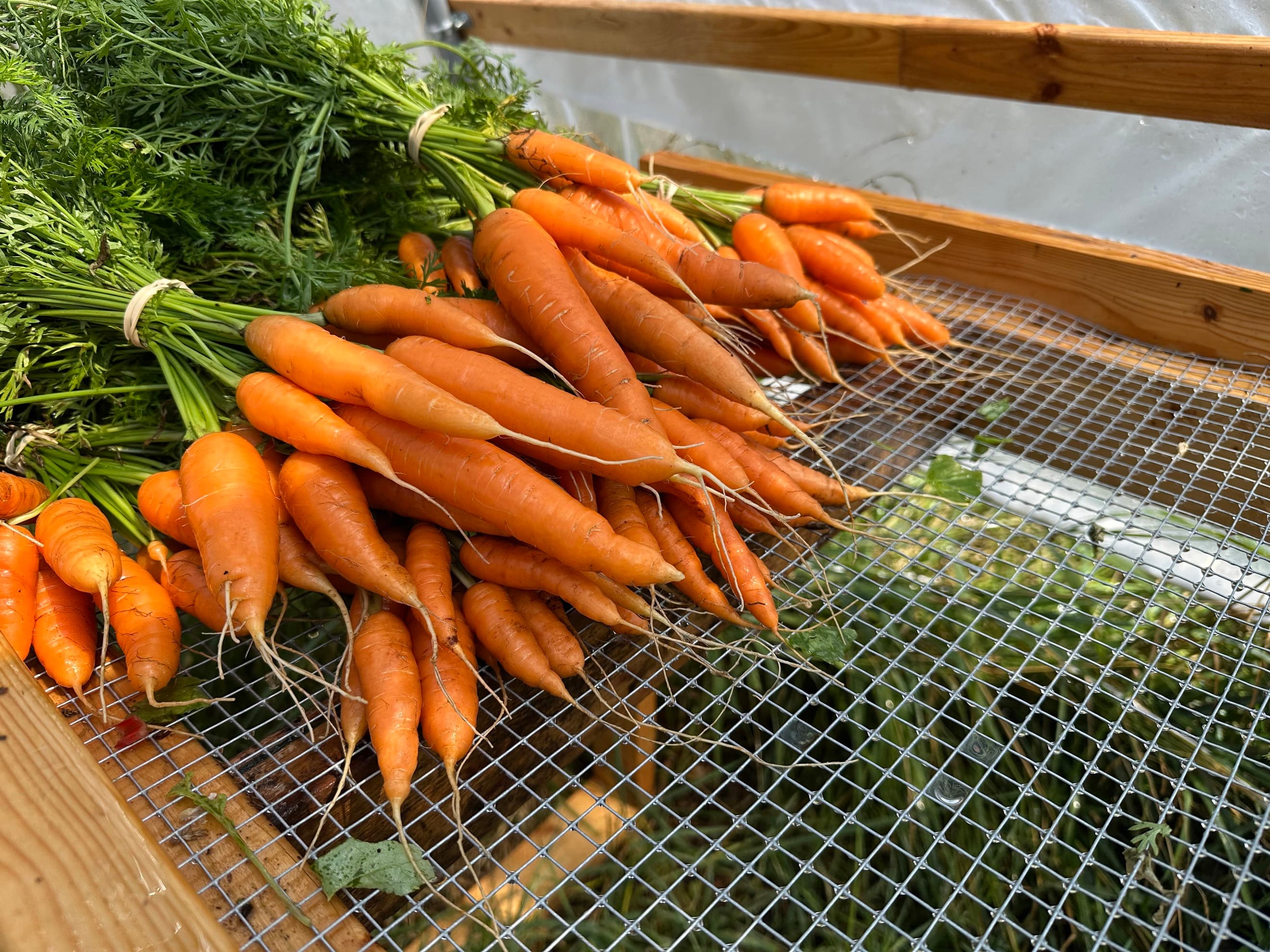 Carrots